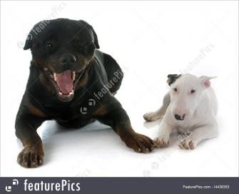 Pets Puppy Bull Terrier And Rottweiler Stock Picture I4438353