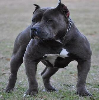 Blue Nose Pitbull Wallpaper HD Ing Gallery