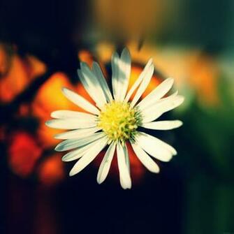 Ios White Flower Wallpaper Details