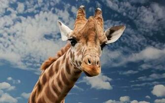 Funny Giraffe HD Wallpaper For X HDwallpaper Net