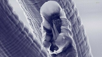 Bacteria Wallpaper Photography