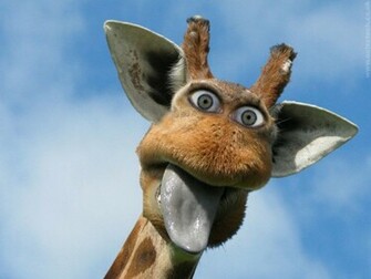 Giraffe Desktop Wallpaper Background Amac Inc