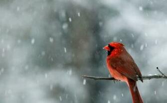 Winter Cardinal Bird Widescreen Desktop Wallpaper Attachment
