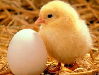 Chicken Wallpaper Fun Animals Wiki Videos Pictures Stories