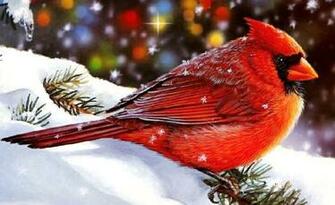 Big Cardinal Wallpaper