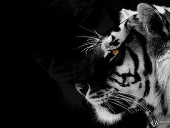 Black White Tiger