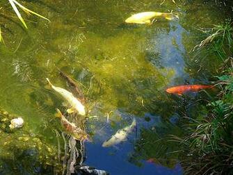 Koi Fish Pond Wallpaper