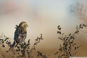 Redpoll 4k HD Desktop Wallpaper For Ultra Tv Wide