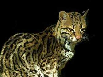 Ocelot Cat Wallpaper