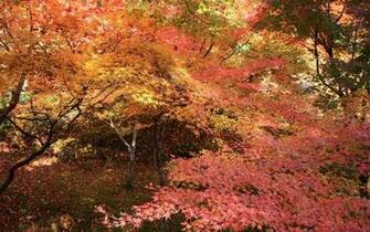 Photos Of Nature Japan