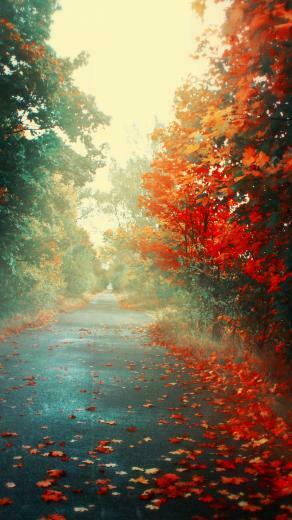Orange Autumn Road Leave Wallpaper For Lg G3