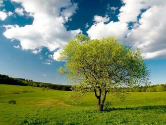 Tree And Beautiful Sky Wallpaper Forest Amp Plants