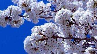Spring Wallpaper Top HD NicewallpaperHD