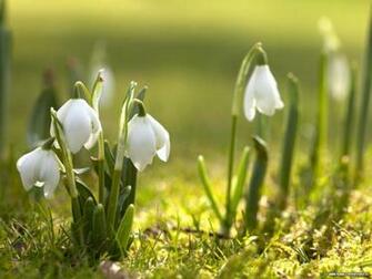 Snowdrops Spring Flowers Wallpaper In Resolution