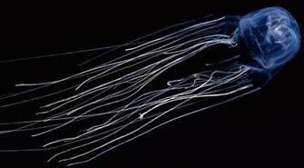 Box Jellyfish Wallpaper HD Gallery