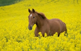 Brown Horse Wallpaper Desktop