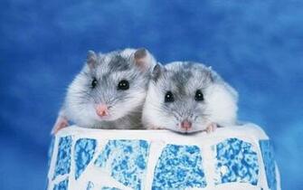 Hamster Wallpaper High Quality And Resolution