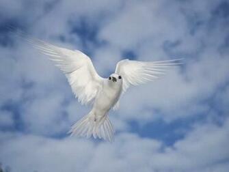 Wallpaper Background Desktop HD Beautiful Kissing Birds Photos My
