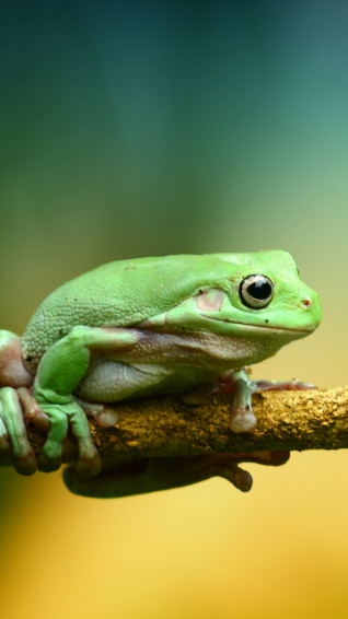 Green Frog Wallpaper iPhone Android Desktop Background