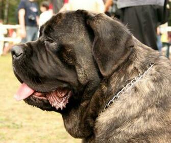 Best Dogs Of English Mastiff Top Dog Wallpaper