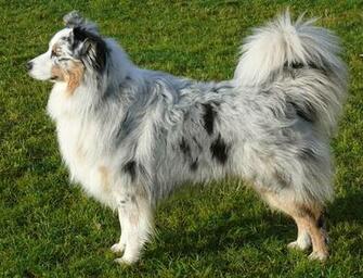Australian Shepherd Dog Missy Wallpaper