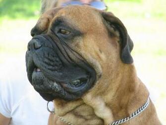 Bull Mastiff Wallpaper