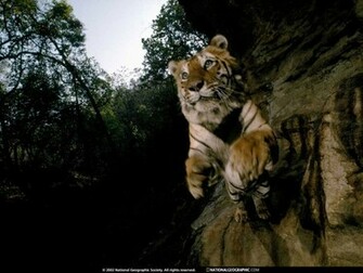 Tiger Wallpaper Tigers