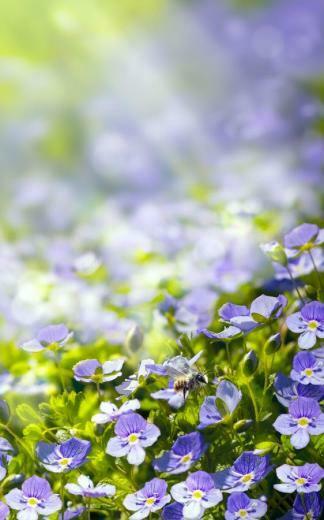 Spring Meadow Live Wallpaper Android Apps On Google Play