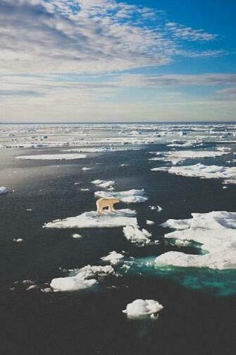 Polar Bear iPhone Wallpaper Animal Lover