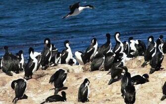 Imperial Shag 4k Ultra HD Wallpaper And Background