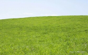 Summer Grassland Landscapes Green Widescreen Wallpaper