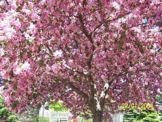 Cherry Blossom Tree Wallpaper Cherries