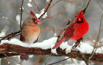Birds Can Make You Want To Take Action On Climate Change