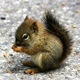 Baby Squirrel iPad Wallpaper Photos Of For Here