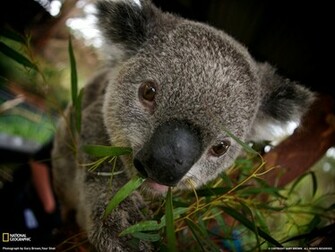Koala Picture Animal Wallpaper National Geographic Photo Of The