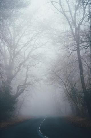 Fog Pictures Image