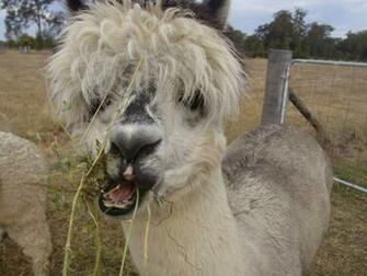 Pictures Of Ugly Animals Widescreen HD Wallpaper