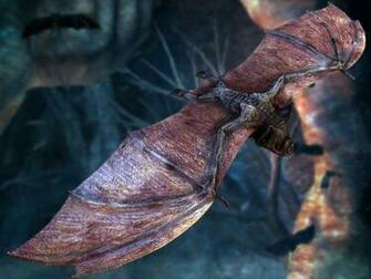 Vampire Bat Wallpaper