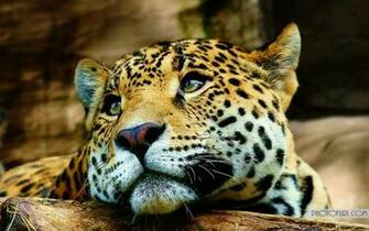 Wallpaper Beautiful Tiger
