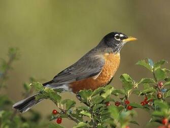 Hq American Robin Wallpaper