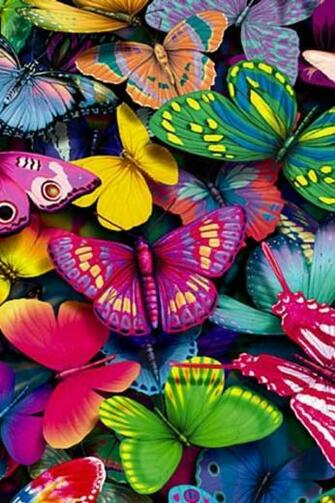 Colorful Butterfly Wallpaper