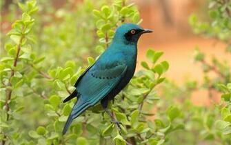 Desktop Blue Birds Wallpaper HD