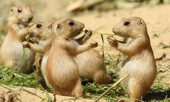 Surprising Prairie Dog Facts Stories Wwf