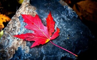 Red Maple Leaf Wallpaper Background
