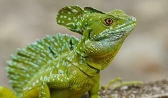 Explore The Collection Reptiles Lizards Lizard