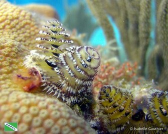 Wallpaper Sea Coral Reef