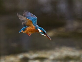 Common Kingfisher Wallpaper HD