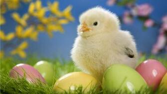 Sweet Easter Chicken X Close