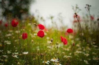 4k Wallpaper Flowers Field Daisies Nature Grass