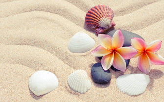 Shell Wallpaper